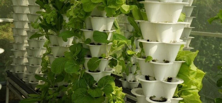 Contributi INPS, esonero per imprese agricole e autonomi: importo riconosciuto e scadenza